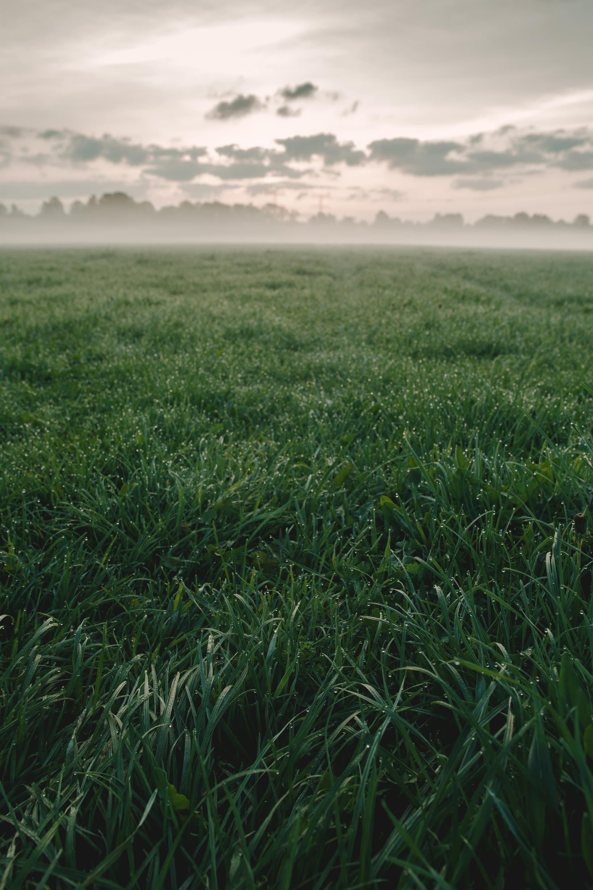 Mera Neden Önemlidir? Hayvancılıkta Mera Olmadan Kârlılık Neden Zor?